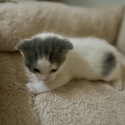 Thumbnail photo of Chance (Destiny Kittens) #2