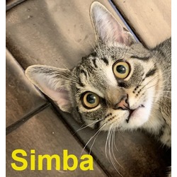 Photo of Simba (Bonded with Nala)