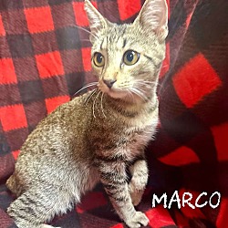 Thumbnail photo of Marco #4