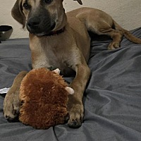 adopt a pet