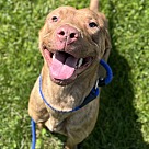 Adopt A Pet :: Drakken - Lancaster, OH