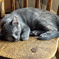 adopt-pet
