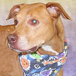 Puppies For In Cincinnati Ohio Adoptapet Puppies For In Cincinnati Ohio Adoptapet