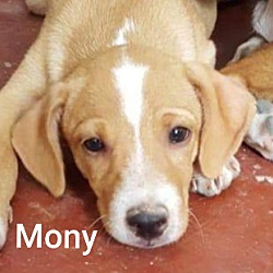 Thumbnail photo of Mony #1