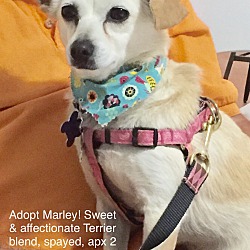 Thumbnail photo of Marley! Adorable Terrier pup #2