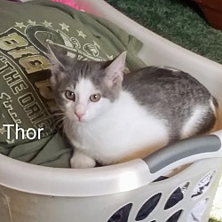 Thumbnail photo of Thor #4