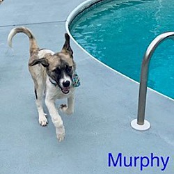 Thumbnail photo of Murphy #4