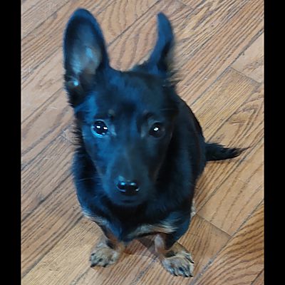 Somerset, KY - Lancashire Heeler/Schipperke. Meet Kokomo-Adoption ...