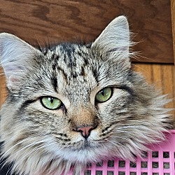 Photo of Lynx