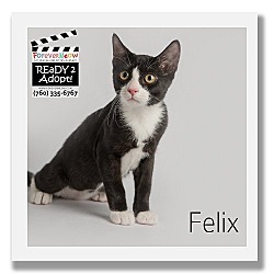 Photo of Felix