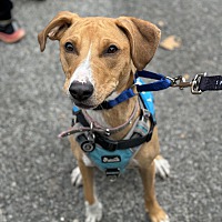 adopt a pet
