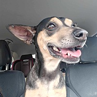 adopt a pet