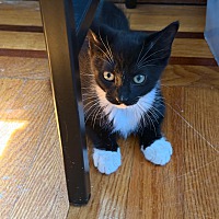 adopt a pet