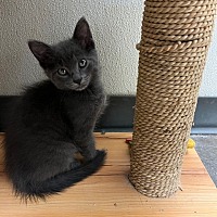 adopt a pet
