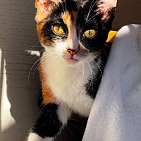 adopt a pet