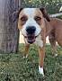 ABE - American Pit Bull Terrier available for adoption