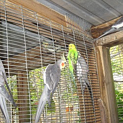 Thumbnail photo of Parakeets (7) #1