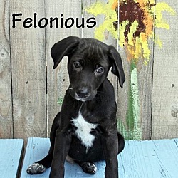 Thumbnail photo of Felonious #2