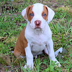 Thumbnail photo of Frito~adopted! #2