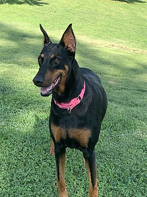 Arlington Va Doberman Pinscher Meet Toothless A Pet For Adoption