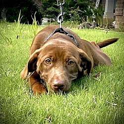 Photo of Dixie