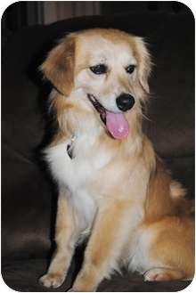 Plainfield Il Golden Retriever Meet Lennon A Pet For Adoption