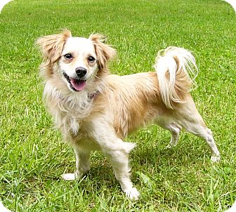 Chi 2025 spaniel mix