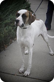 Broomfield Co St Bernard Meet Mousse A Dog For Adoption