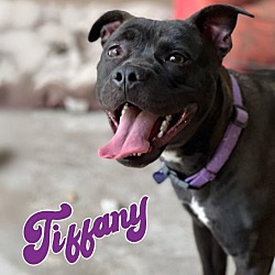Thumbnail photo of TIFFANY #2