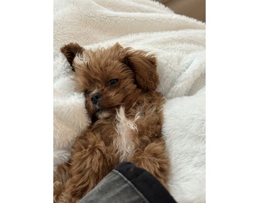 Stamford, CT - Cavapoo. Meet Rusty a Pet for Adoption - AdoptaPet.com