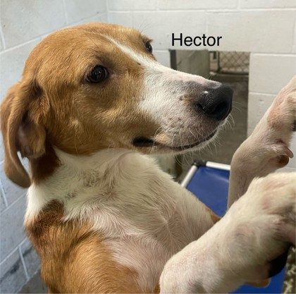 Photo of Hector