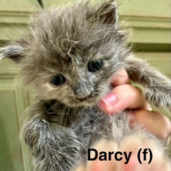 Thumbnail photo of Darcy #1