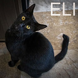 Thumbnail photo of Eli (FCID# 06/12/2024 - 4 Trainer) #3