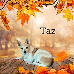 Thumbnail photo of Taz #1