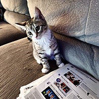 adopt a pet