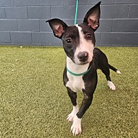 adopt a pet