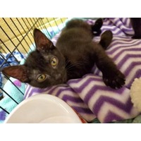 adopt-pet