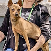 adopt a pet