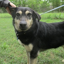 bonded pet photo