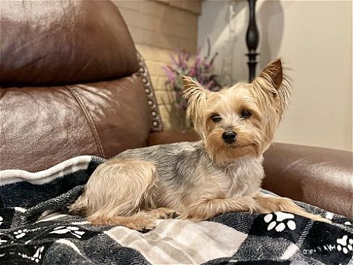 Yorkie Spring Spring, TX - Yorkie, Yorkshire Terrier. Meet Chloe a Pet for Adoption ...
