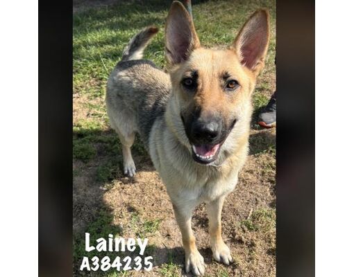 Conroe, TX - German Shepherd Dog. Meet LAINEY a Pet for Adoption ...