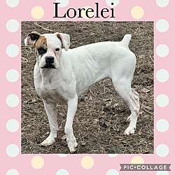 Thumbnail photo of LORELEI #1