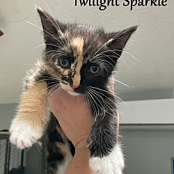 Photo of Twilight Sparkle