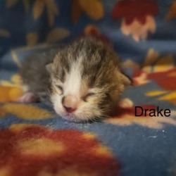 Photo of Drake