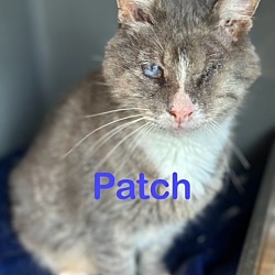 Photo of PATCH (M) BLIND CAT