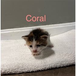 Photo of Coral