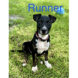 Thumbnail photo of RUNNER #1