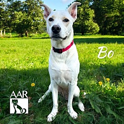 Thumbnail photo of Bo #3