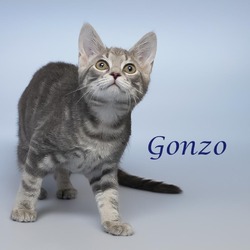 Thumbnail photo of Gonzo C24-227 #4