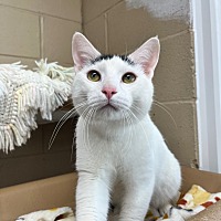 adopt a pet